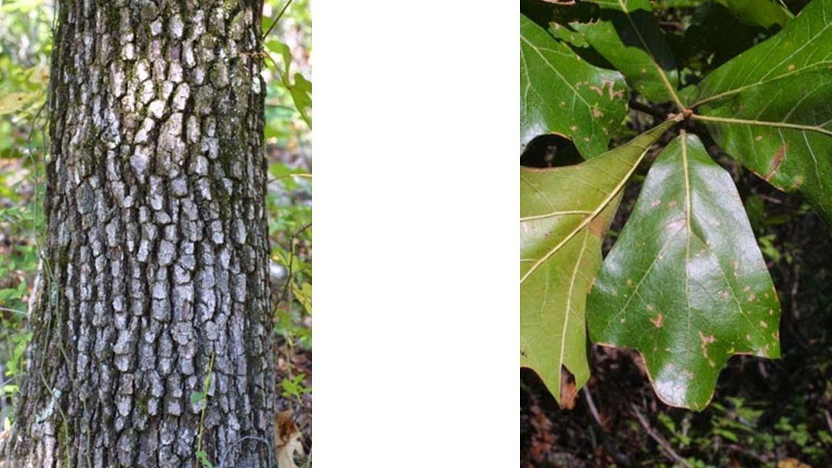 QUERCUS MARILANDICA (blackjack oak) Full Flat of 32 Plants